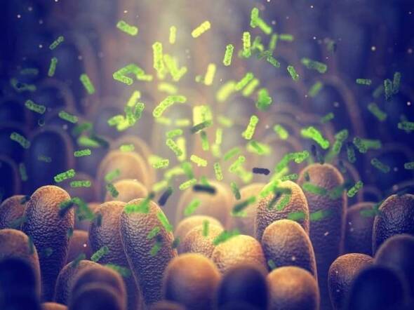 microbiome and infertility connection