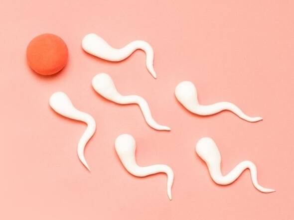 iui vs ivf: Sperm & Egg