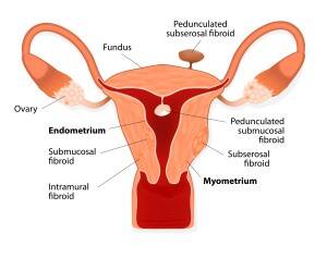 FemaleReproductiveSystem