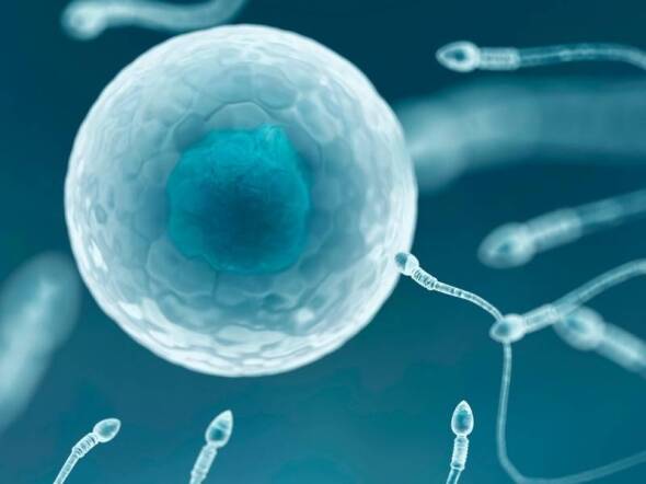 sperm quality and ivf success rates