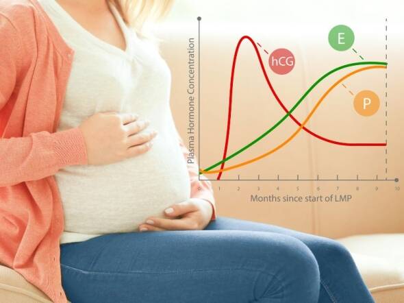 hcg levels pregnancy chart graph